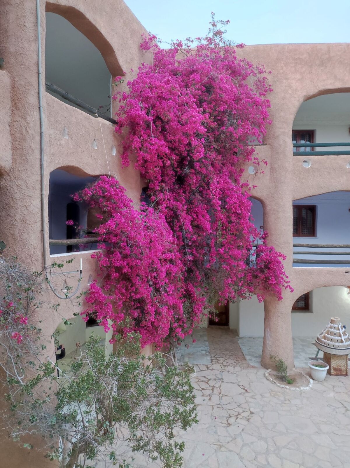 bugenvilea