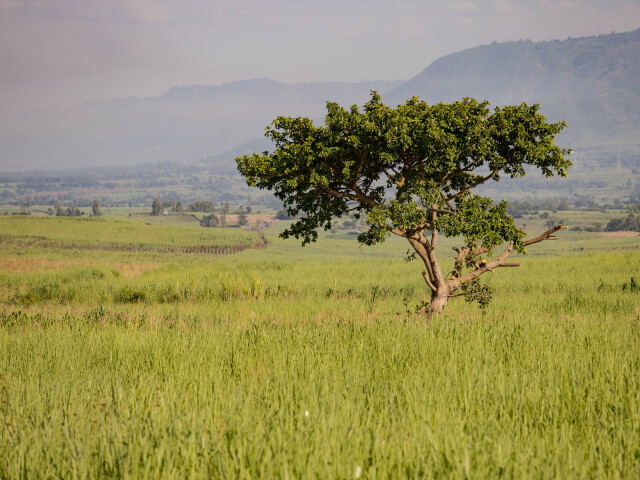 kena, kava, nandi