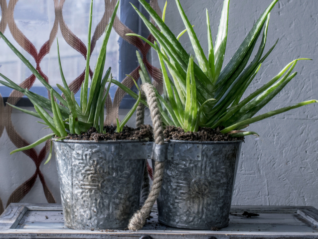 aloe