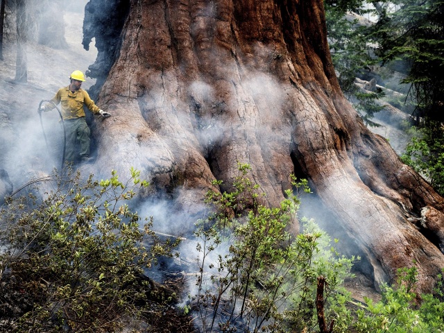 Sekvojovec / Yosemitský národný park /