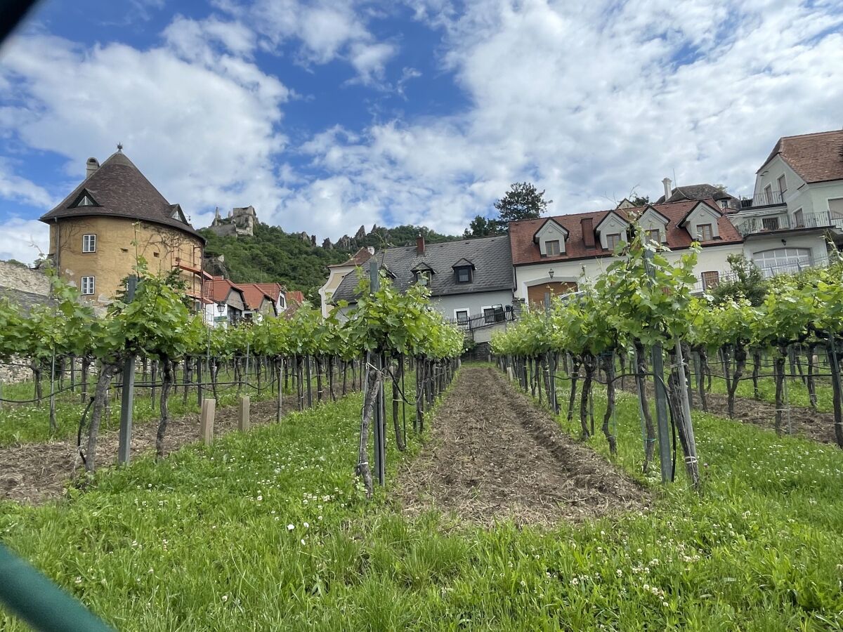 Domäne Wachau, veltlín zelený