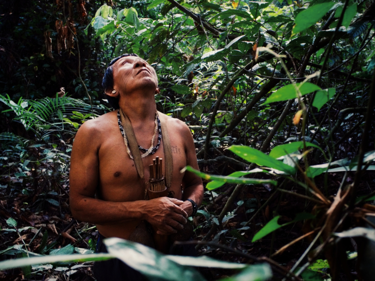 amazonia  stromy