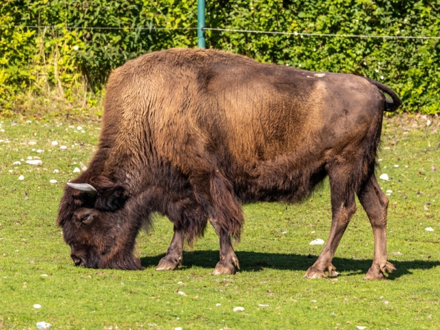 zubor