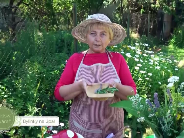Ludova lekaren, bylinkárka Anna, bylinky, úpal