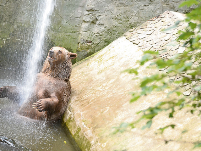 horúčavy, medveď, zoo, bratislava