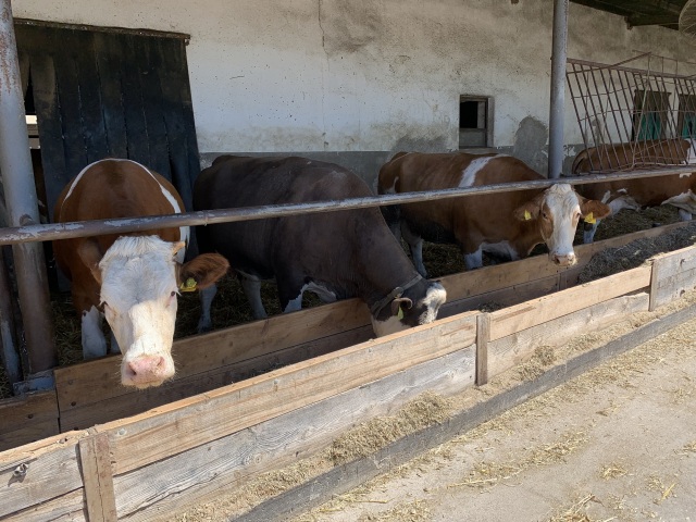 Agrodružstvo Turňa nad Bodvou