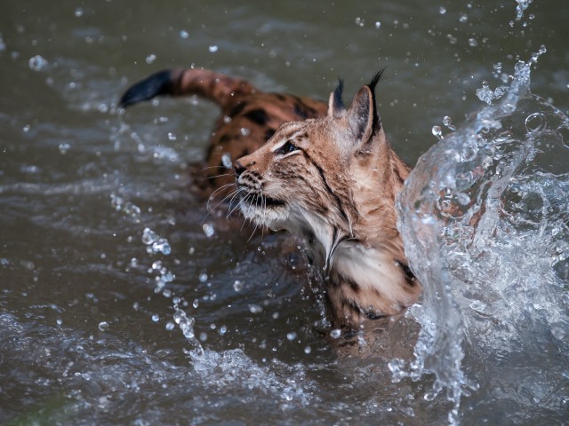 Lynx, rys