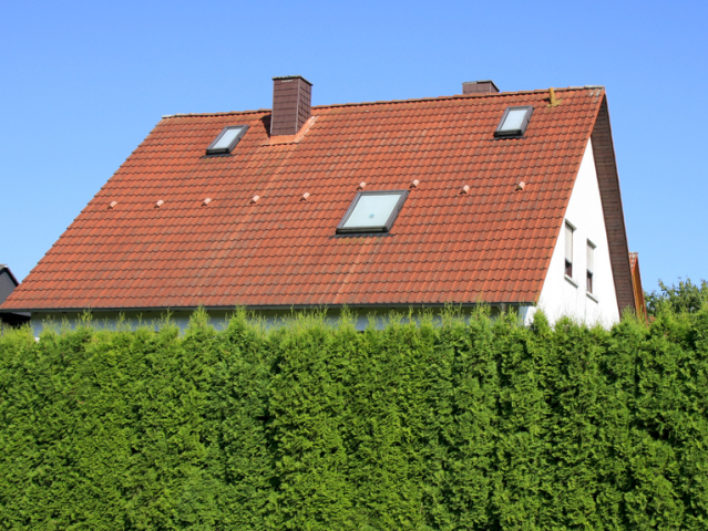 živý plot