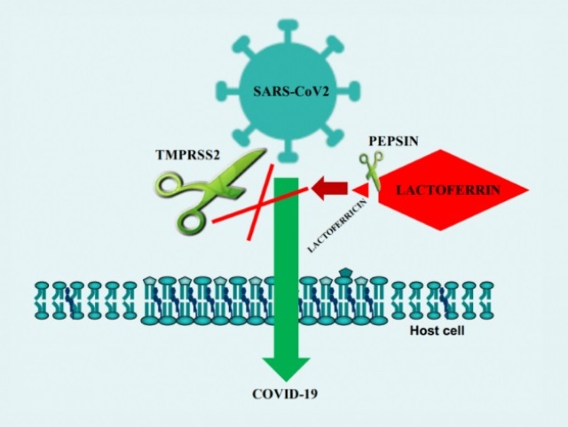 peptin