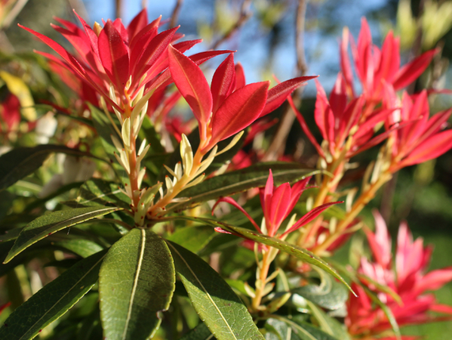 pieris