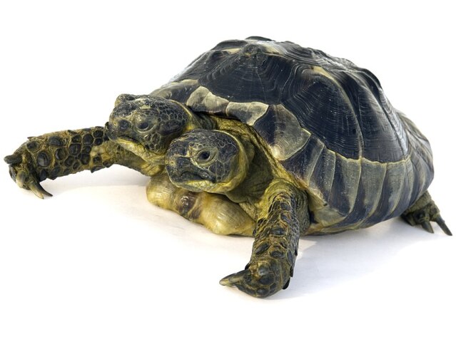 janus korytnacka