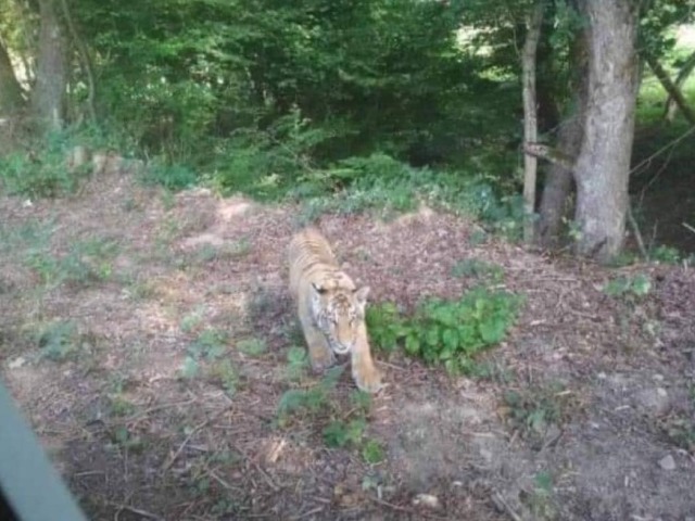 tiger