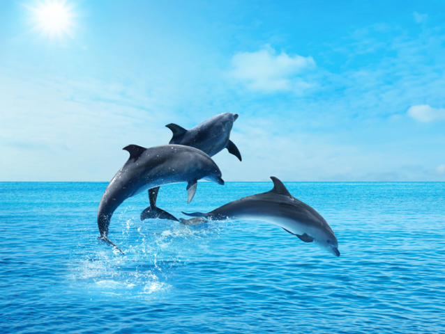 delfin
