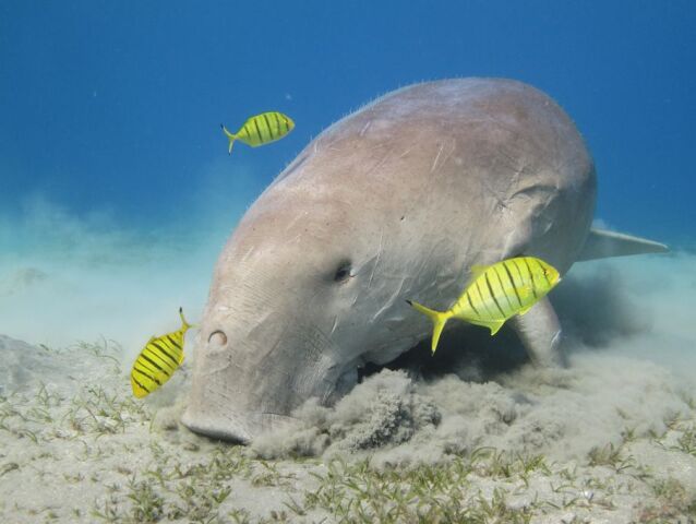 dugong