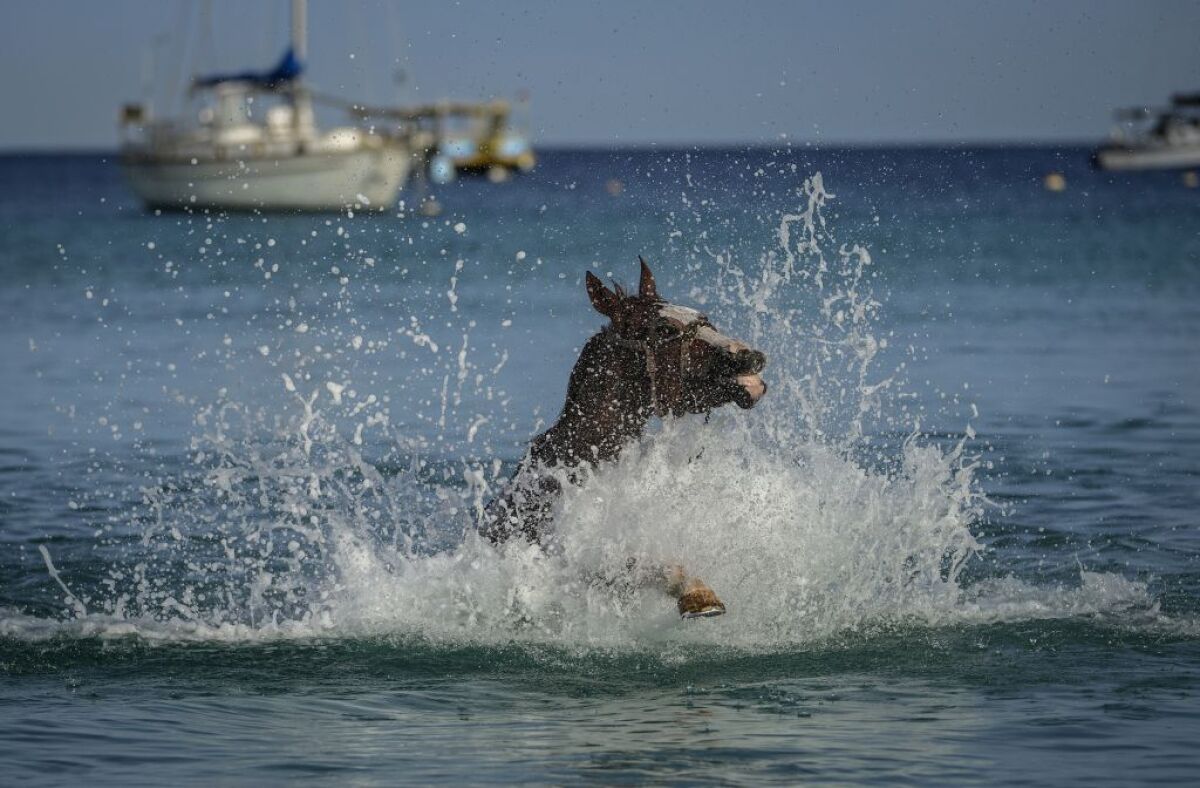 Barbados, kone