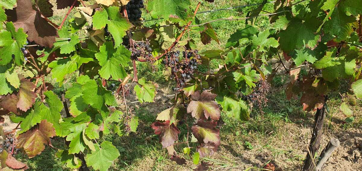 vinohrad