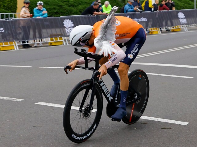 mollema čajka