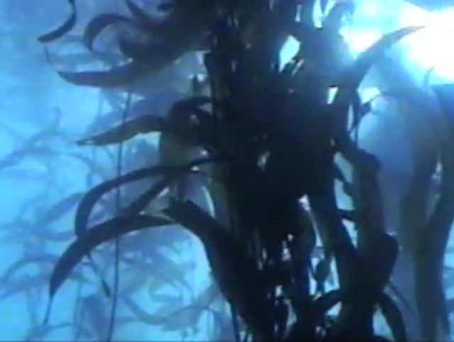 otkn 083 underwaterforest sm