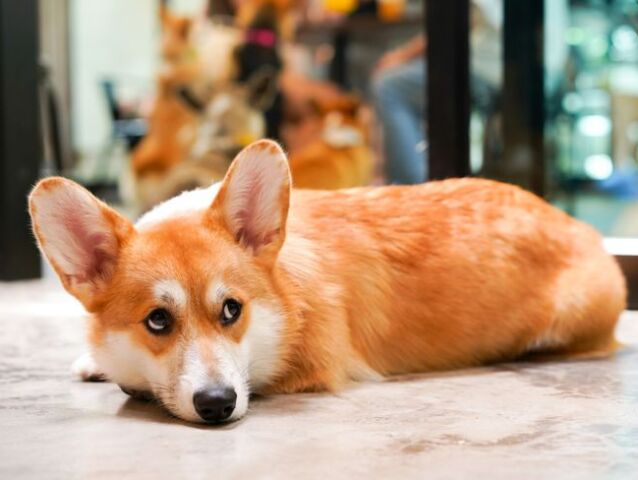 Corgi