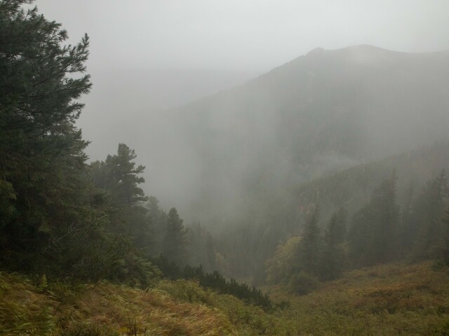 Tichá dolina, prales, limba, divočina, TANAP