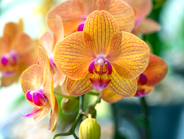 orchidea