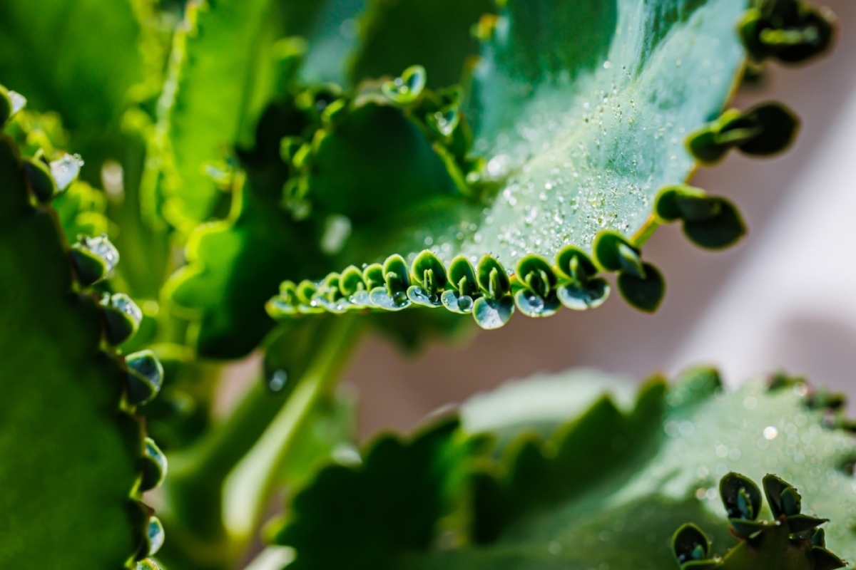 kalanchoe