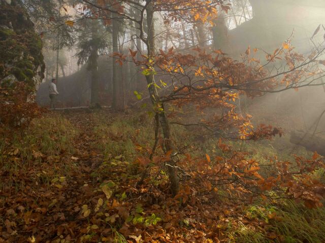 svetly les, Suchá dolina, TANAP, Vysoké Tatry, divočina, rezervácia