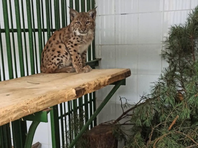 rys, Karlo, Bojnice, zoo, záchrana