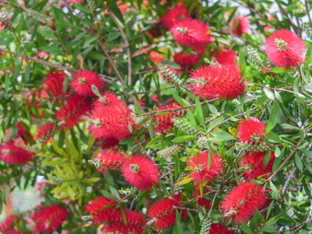 kalistemon