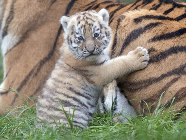 zoo - tigrík dotýkajúci sa matky