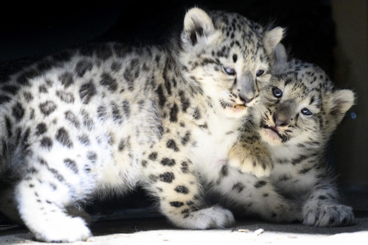 zoo - dva biele leopardy