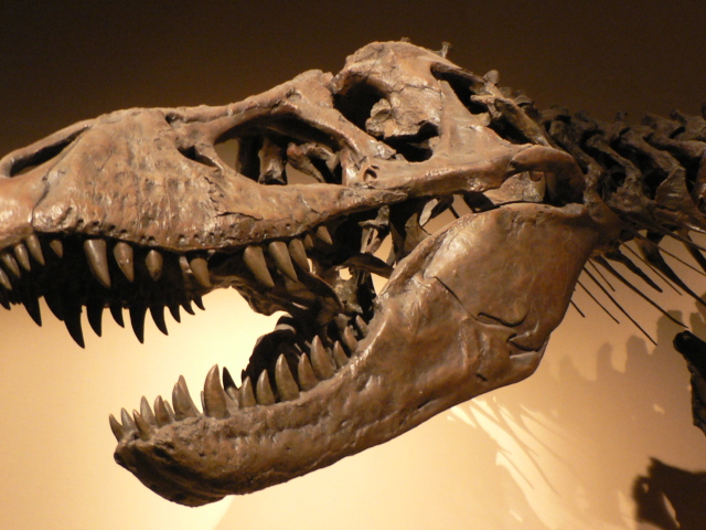 Tyrannosaurus rex