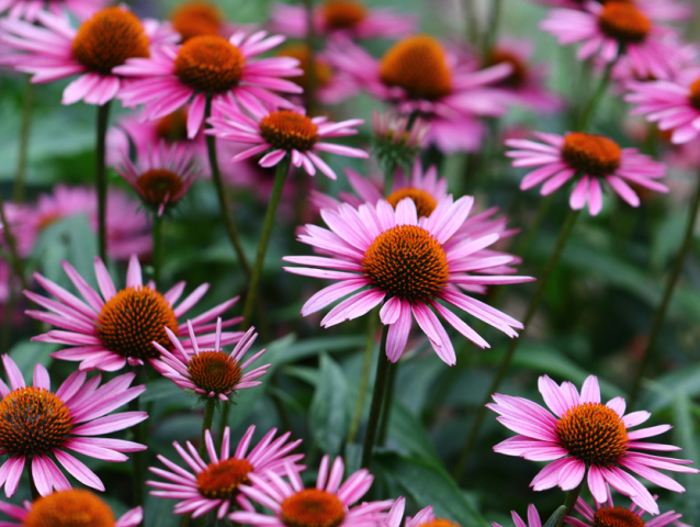 echinacea