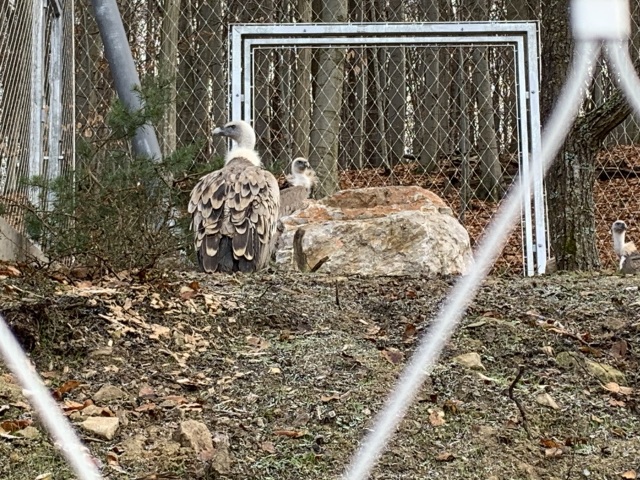 zoo košice sup bielohlavý