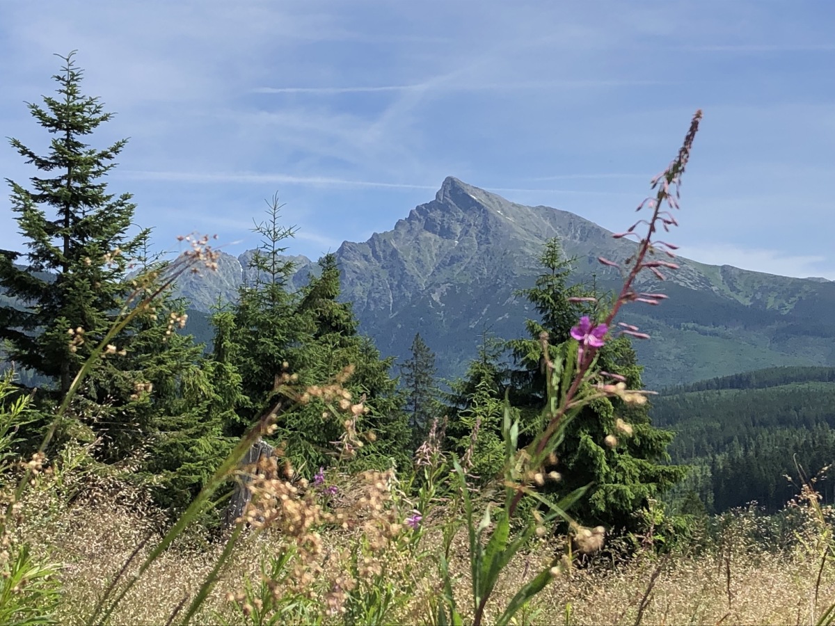 TANAP pozorovanie medvede