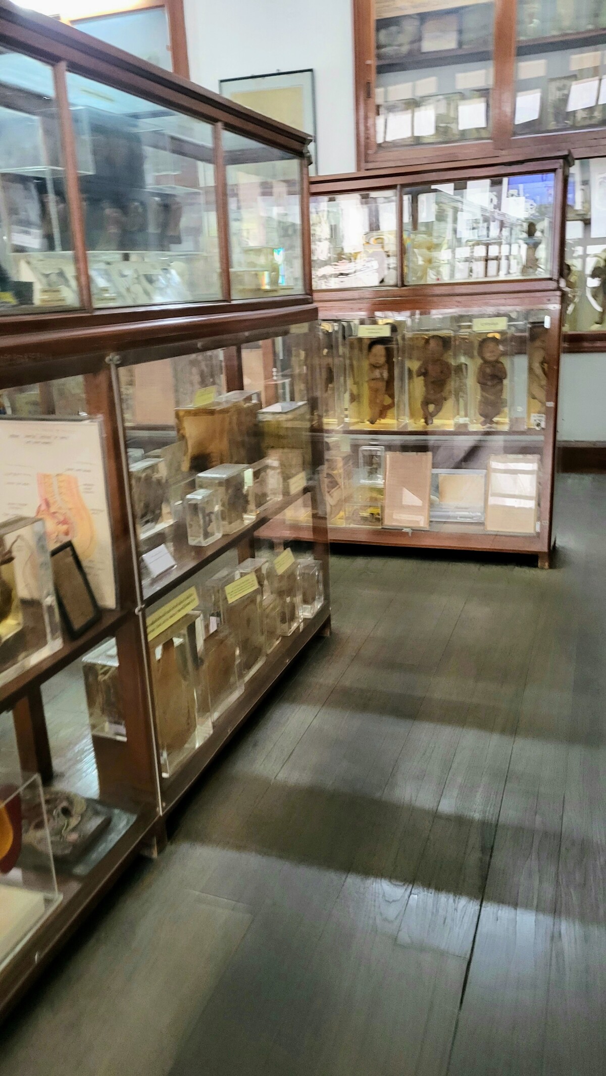 Anatomické múzeum, Bangkok