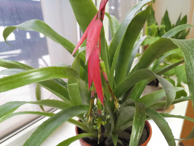 bilbergia