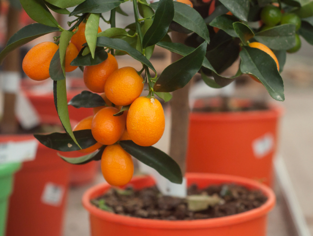 citrusy