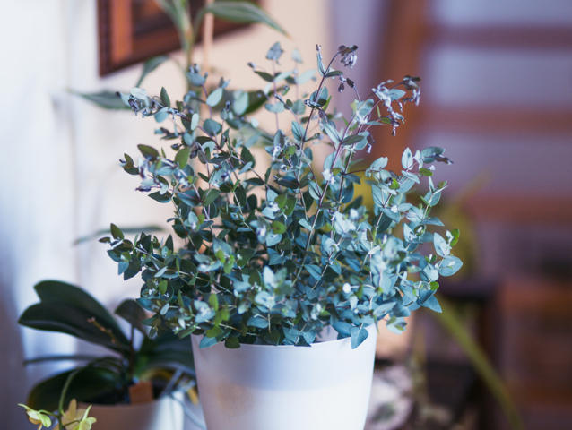 eukalyptus