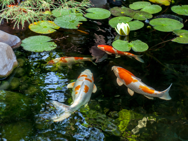koi kapor