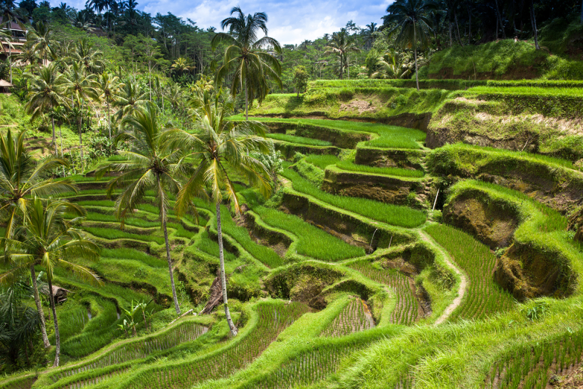 NEPOUZ, Bali, Indonézia