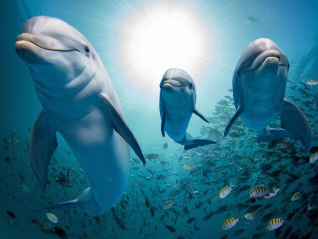 delfin