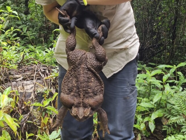 ropucha toadzilla