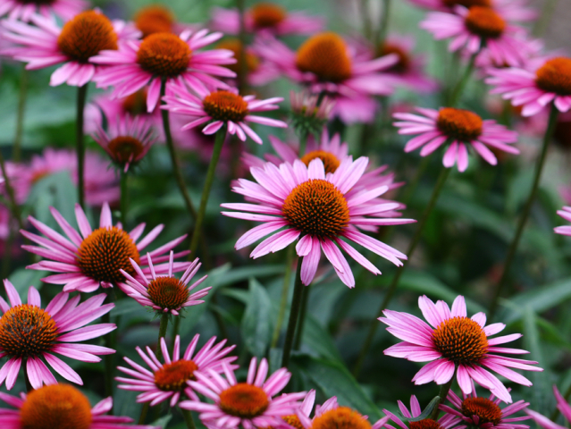 echinacea