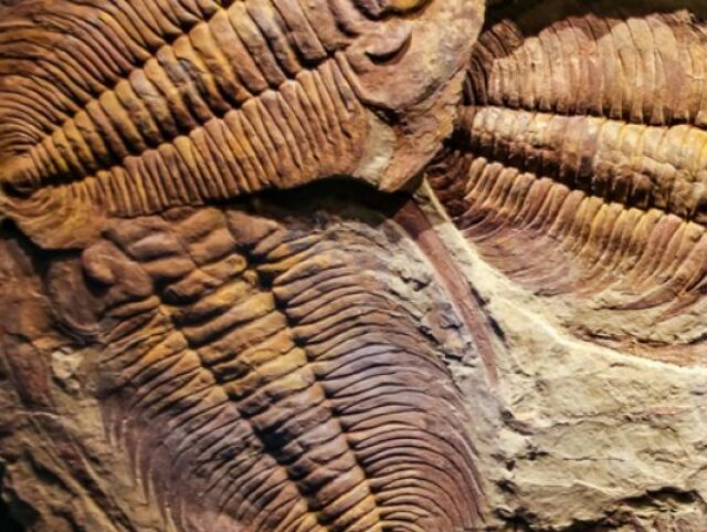 trilobitt