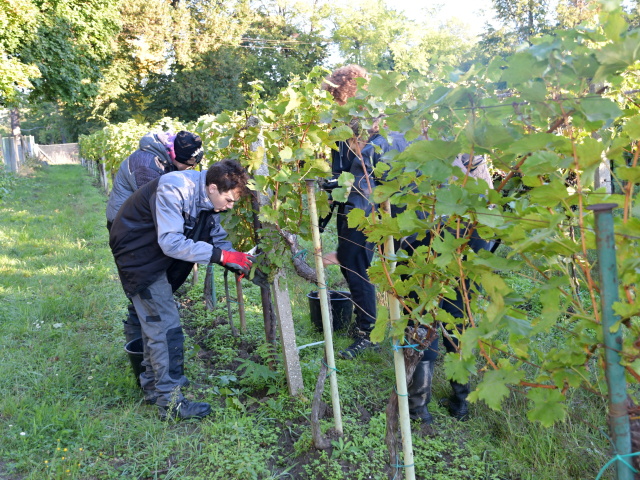 práca vo vinohrade, modra, soš, stredná odborná škola