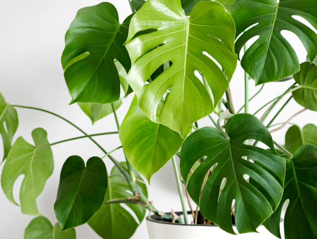 monstera