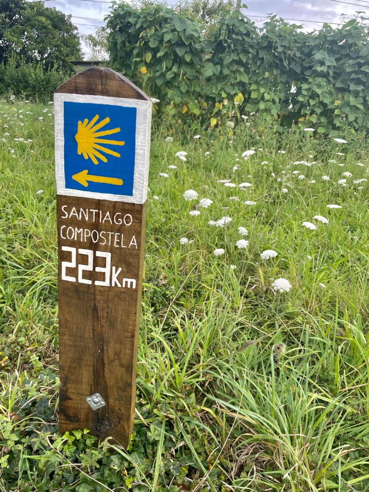 Camino de Santiago, Viera Orosová