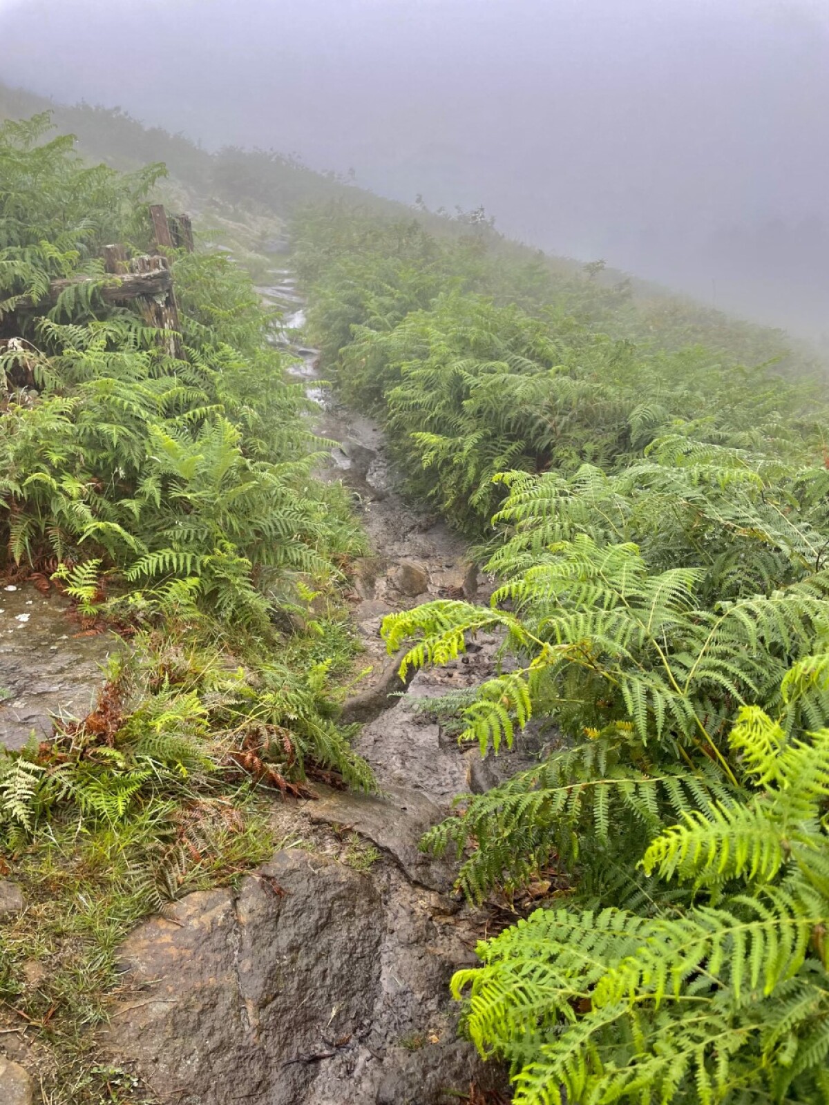 Camino de Santiago, Viera Orosová