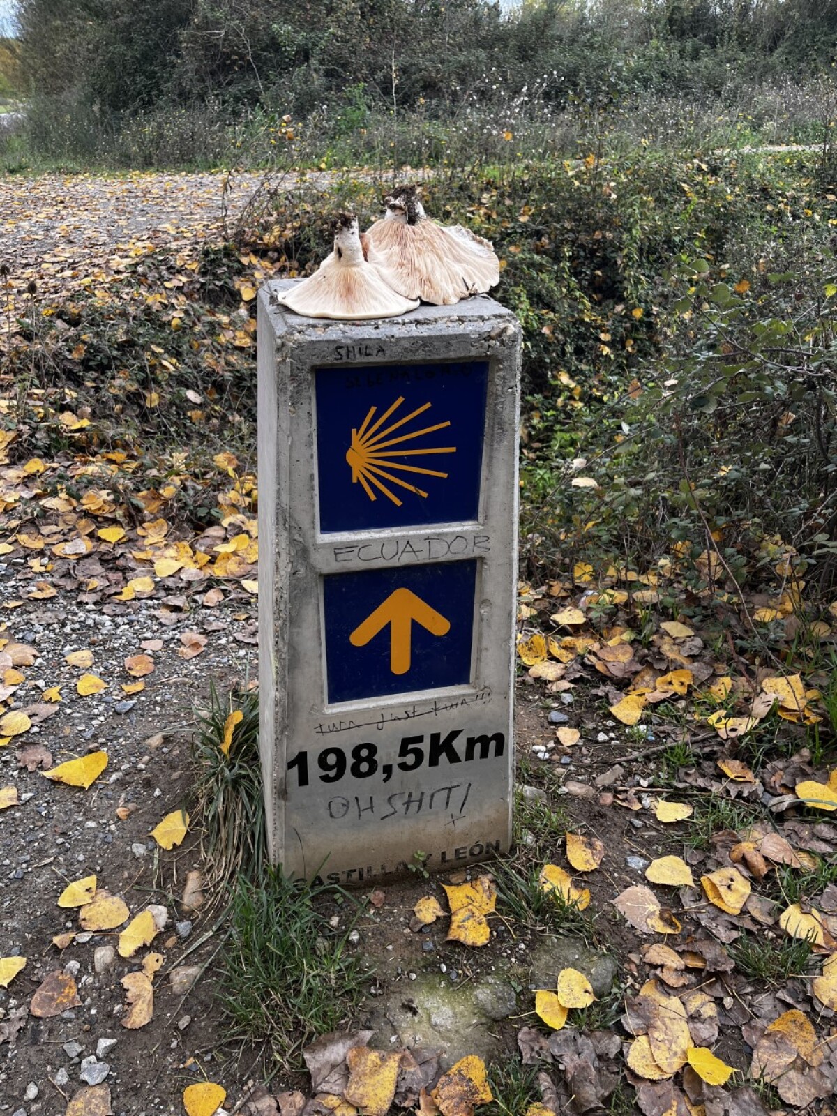 Camino de Santiago, Viera Orosová